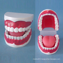 Nursing Care 32 Small Size Teeth Model for Teaching